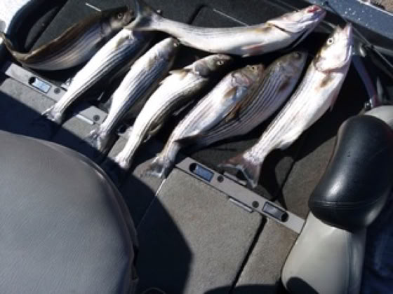 Fishing Trip Picture